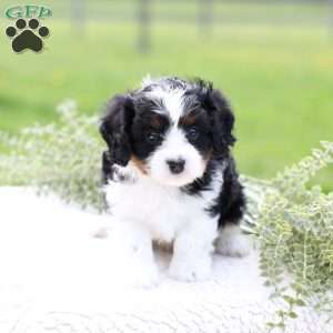 Krew, Cavapoo Puppy